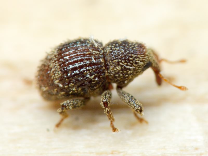 Acalles (Acalles) echinatus (Germar, 1824)